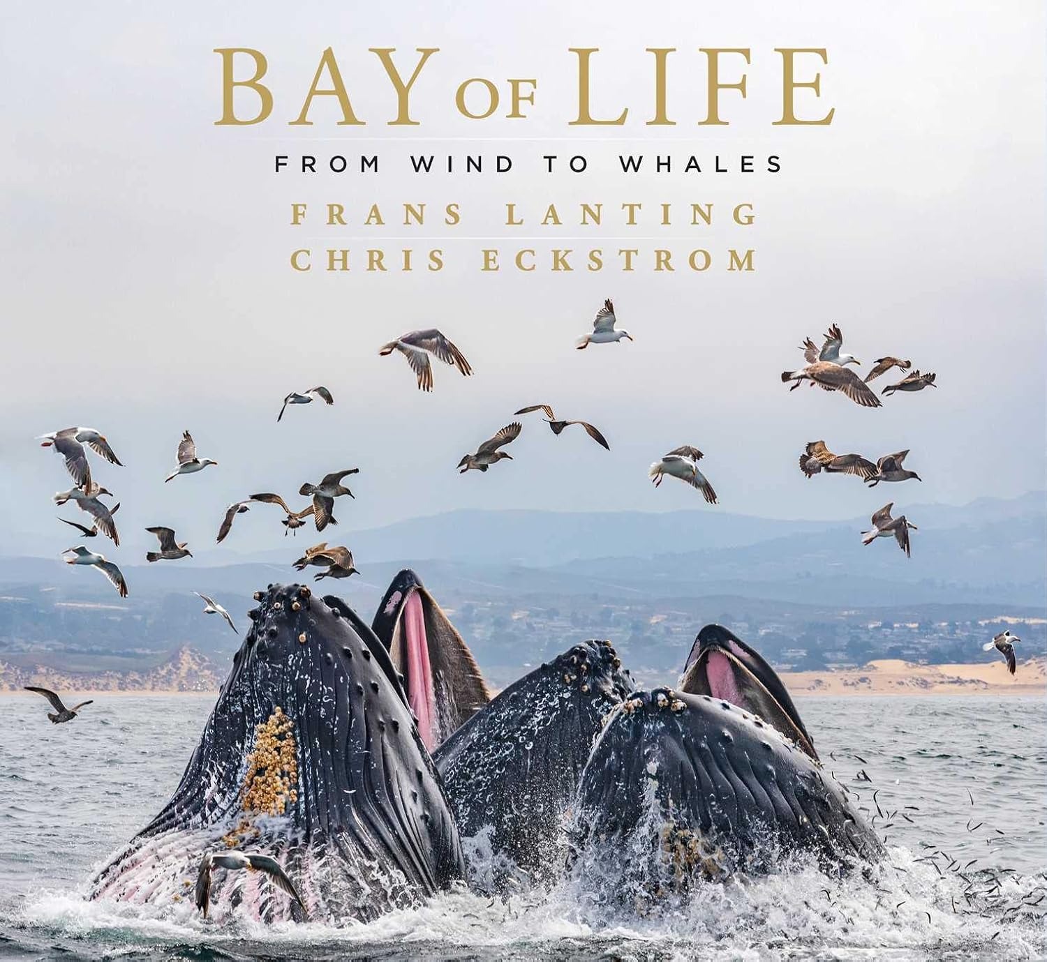 Frans Lanting: Bay of Life